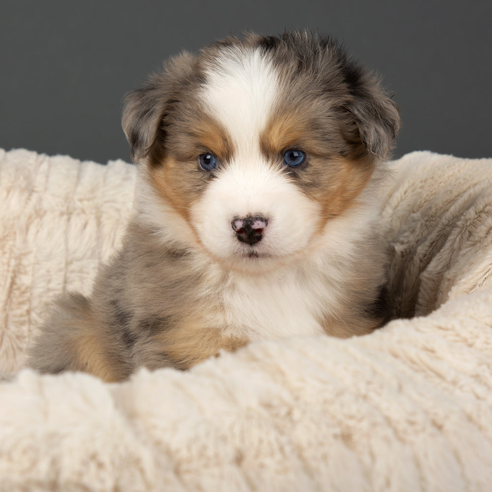 Ellen Donut Dog Bed (in Tan, Pink or Grey) by Scruffs