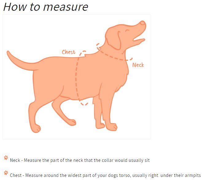 "Cute As Can Bee 2.0" Adjustable Dog Collar – by Flossie & Floof