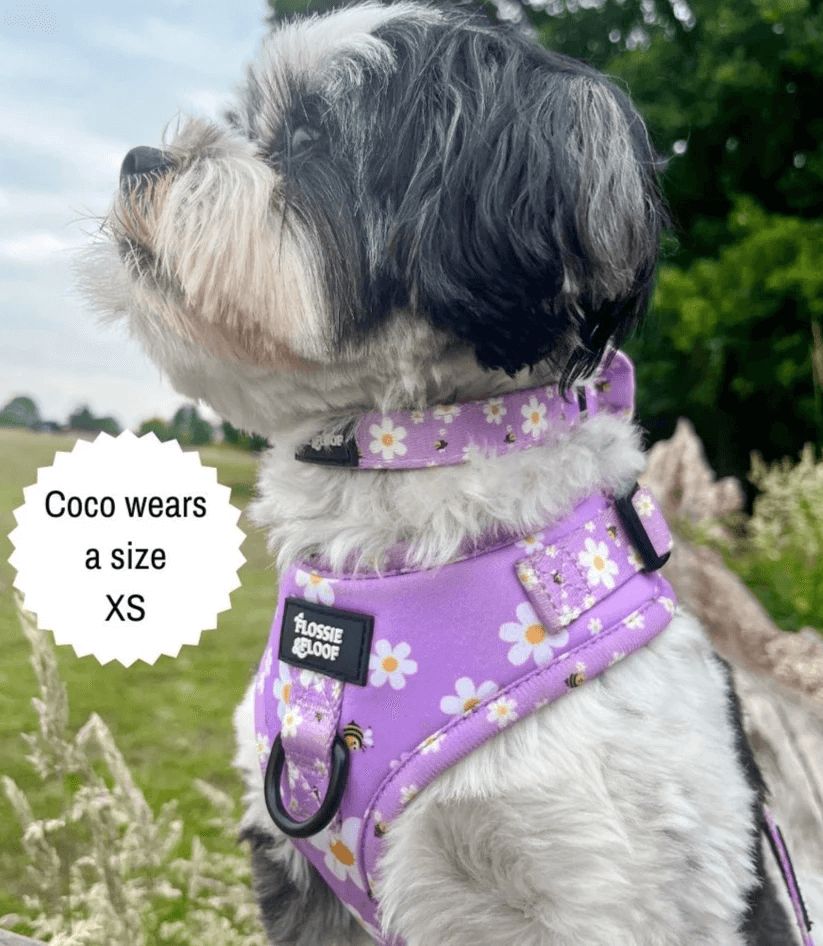 "Cute As Can Bee 2.0" Adjustable Dog Collar – by Flossie & Floof