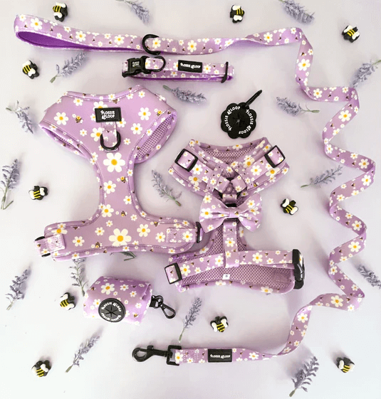 "Cute As Can Bee 2.0" Adjustable Dog Collar – by Flossie & Floof